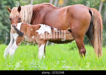 Braunes Fohlen von Stute Stockfoto