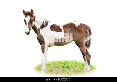 Braun und weiß Fohlen isoliert Stockfoto