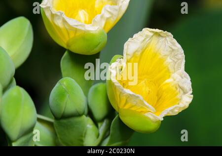 Gelbe Blume der Limnocharis flava Stockfoto