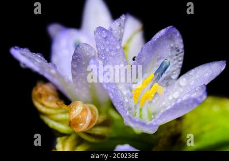 Lila Blüten von Monochoria hastata (L.) Solms Stockfoto