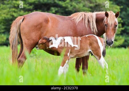 Pferdefohlen saugen von Stute Stockfoto