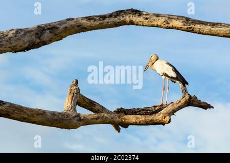 Asiatischer Openbill (Anastomus oscitans) Weißer Vogel allein stehend Stockfoto