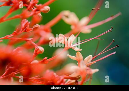 Clerodendrum paniculatum oder Pagodenblume Stockfoto