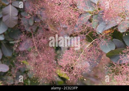 Cotinus Coggygria, eurasischen smoketree Stockfoto