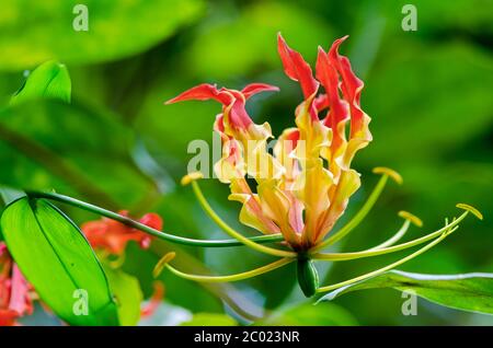 Gloriosa Superba oder Kletterlilie Blume Stockfoto