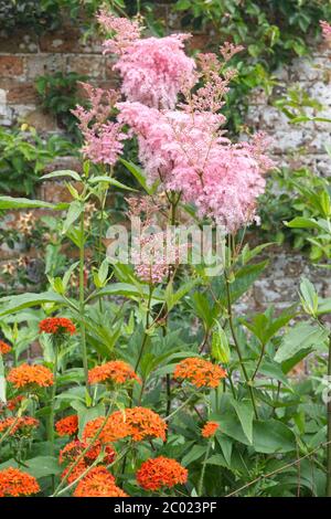 Filipendula rubra, Königin der Prärie, blüht im Garten Stockfoto