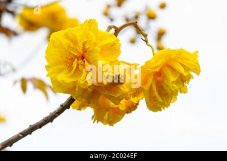 Gelbe Blüten von Cochlospermum Regium auf weißem Hintergrund Stockfoto