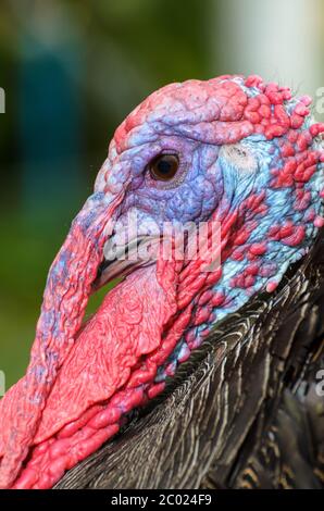 Nahaufnahme Kopf der männlichen wilden türkei Stockfoto