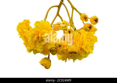 Gelbe Blüten von Cochlospermum Regium auf weißem Hintergrund Stockfoto