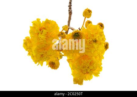 Gelbe Blüten von Cochlospermum Regium auf weißem Hintergrund Stockfoto