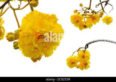 Gelbe Blüten von Cochlospermum Regium auf weißem Hintergrund Stockfoto