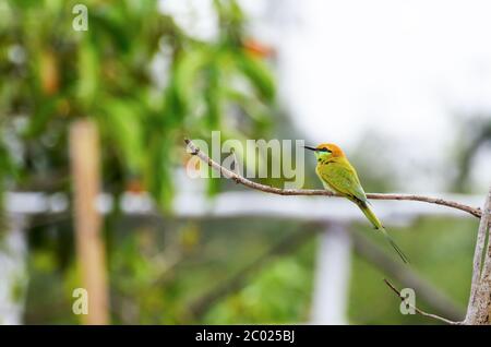 Kleiner grüner Bienenfresser Stockfoto