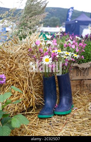 gummistiefel gefüllt mit wilden Gartenblumen Stockfoto