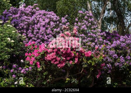 Ein Meer aus dunkelrosa und hellviolettem Rhododendron. Stockfoto