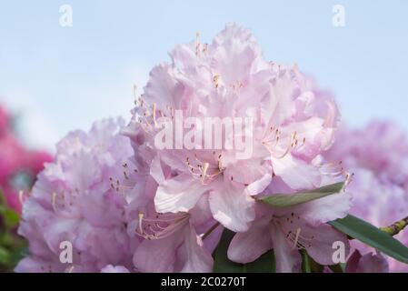 Ein blassrosa Rhododendron. Dezente Farbgebung. Weiche, gedämpfte Töne. Stockfoto
