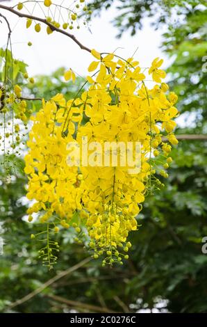 Säubernde Cassia oder Ratchaphrüken Blumen ( Cassis fistula ) Stockfoto