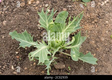 Vogel, Holztaube (Columba palumbus) Schäden an jungen wirsing-Pflanzen (Brassica oleracea), Berkshire, Juni Stockfoto