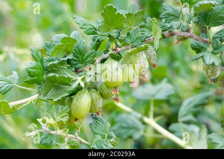 Ribes uva-crispa 'Instone'. Stachelbeere 'Instone. Obst wächst auf dem Busch Stockfoto