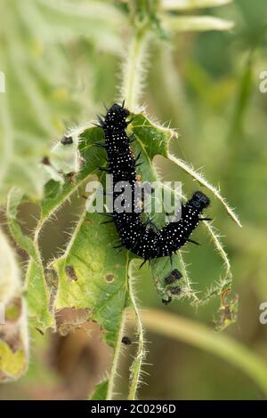 Pfauenschmetterling (Aglais io) Raupen, die sich auf Brennnessel (Urtica dioica) Blätter ernähren, Berkshire, Juni Stockfoto
