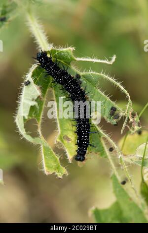Pfauenschmetterling (Aglais io) Raupen, die sich auf Brennnessel (Urtica dioica) Blätter ernähren, Berkshire, Juni Stockfoto
