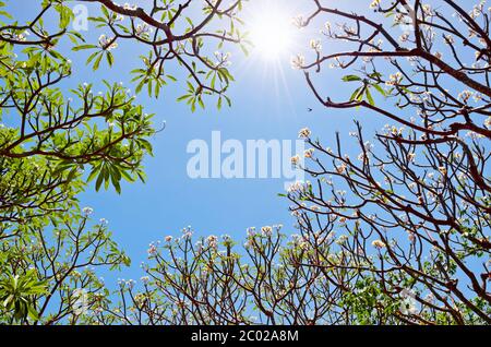 Frangipani ( Plumeria ) Sonne und Bäume blühen Stockfoto