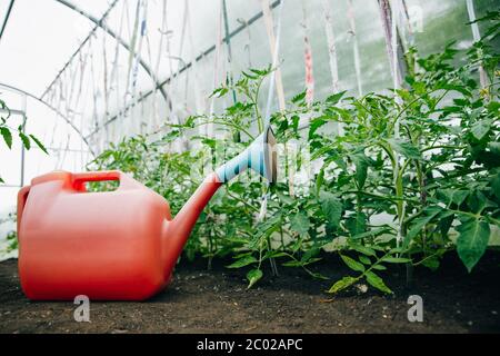 Rote Gartenbewässerungskanne für 10 Liter ist in einem Gewächshaus mit jungen Tomaten. Stockfoto