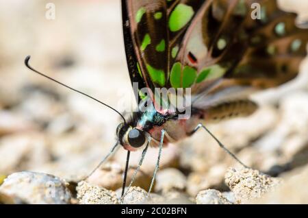 Nahaufnahme Schwanz Eichelhäher Schmetterling mit grünen Flecken auf Flügeln Stockfoto