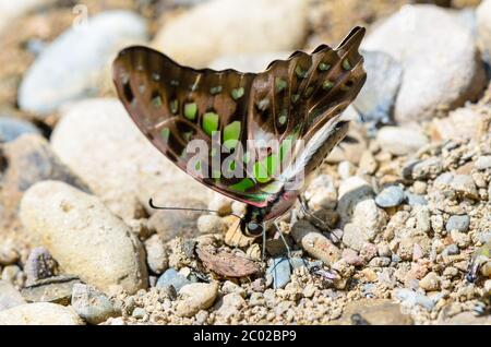 Nahaufnahme Schwanz Eichelhäher Schmetterling mit grünen Flecken auf Flügeln Stockfoto