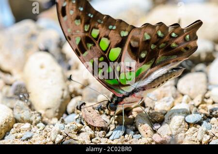 Nahaufnahme Schwanz Eichelhäher Schmetterling mit grünen Flecken auf Flügeln Stockfoto