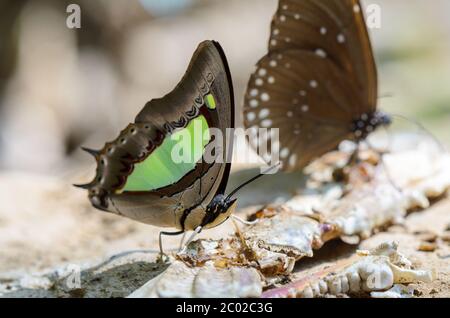 Nawab-Schmetterling (Polyura athamas) Stockfoto