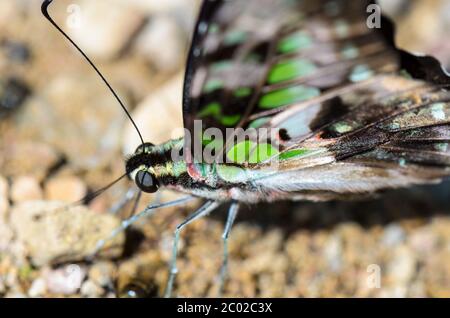 Nahaufnahme Schwanz Eichelhäher Schmetterling mit grünen Flecken auf Flügeln Stockfoto