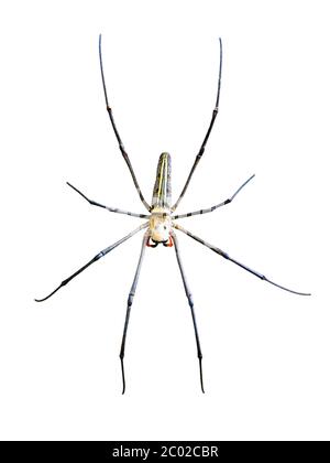 Goldene Kugel (Nephila pilipes) Stockfoto