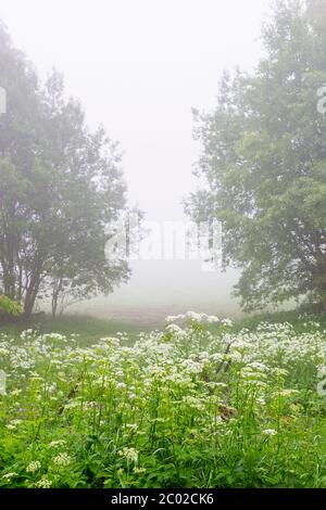 Kuh Petersilie auf einer nebligen Wiese am Morgen Stockfoto