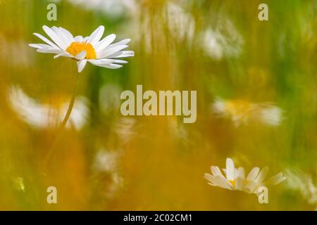 Ochsenaugen-Gänseblümchen blüht in einem verschwommenen Hintergrund Stockfoto