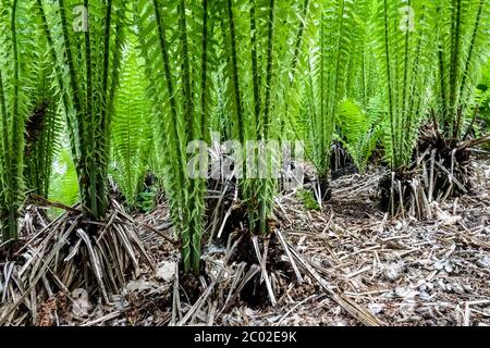 Shuttlecock Farn-Unterholz Stockfoto