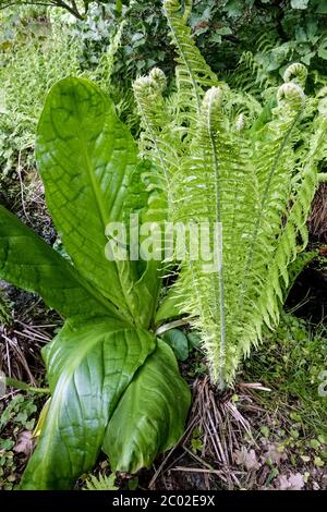 Stinkkohl Matteuccia struthiopteris Shuttlecock Farn Straußenfarn Lysichiton frond Stockfoto