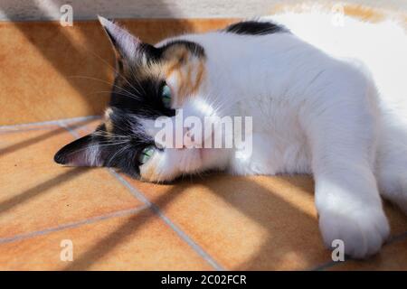 Nahaufnahme einer europäischen Kurzhaarkatze, die auf dem Boden liegt Stockfoto