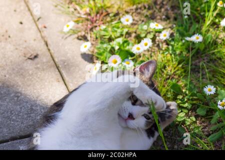 Europäische Kurzhaarkatze spielt im Garten Stockfoto