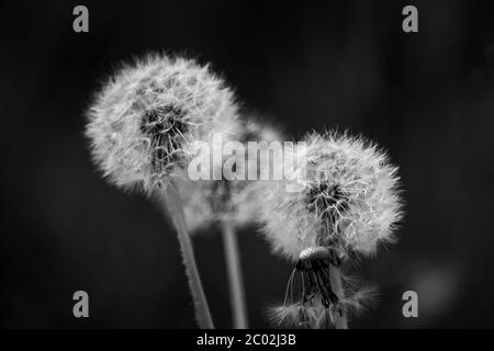 Weißer Löwenzahn im Garten. Schwarz und Weiß Stockfoto