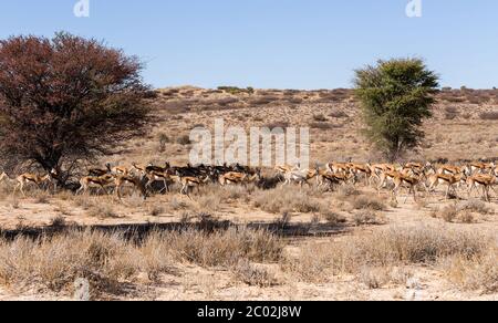 Herde von springbok versteckt sich unter einem großen Acacia Stockfoto