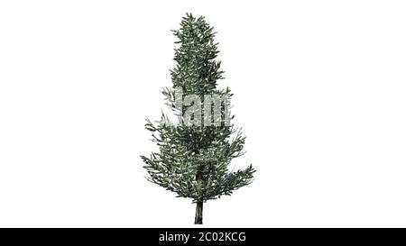 Fraser Fir Baum im Winter - isoliert auf weißem Hintergrund Stockfoto