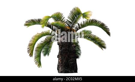 Sago Palm - Sun Palm Tree - isoliert auf weißem Hintergrund Stockfoto