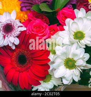 Ein wunderschöner Blumenstrauß aus roten Gerberas, weißen Chrysanthemen und roten Rosen. Hintergrund der Blume Stockfoto