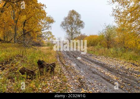 Feldweg im Herbstwald. Herbstlandschaft. Gelbe Blätter auf Bäumen und auf nasser Feldstraße Stockfoto