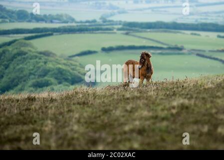 Exmoor Pony Fohlen in freier Wildbahn Stockfoto