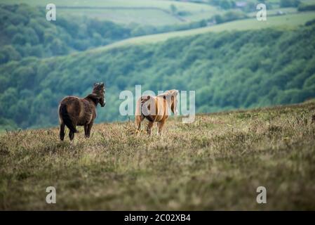 Exmoor Pony Fohlen in freier Wildbahn Stockfoto