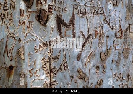 Graffiti Initial Schnitzereien auf einem Baum in der Nähe von Caminito del Rey, El Chorro, Malaga, Naturpark Ardales, Andalusien, Spanien, Europa Stockfoto