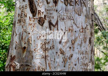 Graffiti Initial Schnitzereien auf einem Baum in der Nähe von Caminito del Rey, El Chorro, Malaga, Naturpark Ardales, Andalusien, Spanien, Europa Stockfoto