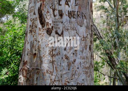 Graffiti Initial Schnitzereien auf einem Baum in der Nähe von Caminito del Rey, El Chorro, Malaga, Naturpark Ardales, Andalusien, Spanien, Europa Stockfoto