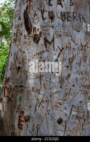 Graffiti Initial Schnitzereien auf einem Baum in der Nähe von Caminito del Rey, El Chorro, Malaga, Naturpark Ardales, Andalusien, Spanien, Europa Stockfoto